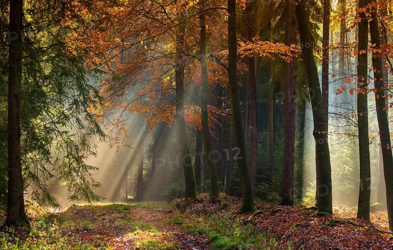 Germany, Greiz, Pöllwitzer Wald, Thuringia, autumn, tree, trees, autumn, tree, forest, wood