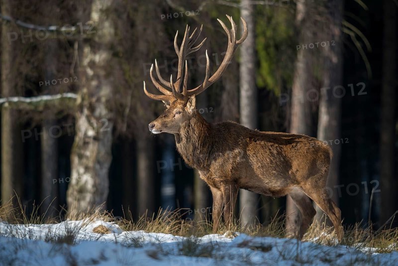 Artiodactyla, Cervus Elaphus, even-toed ungulate, cloven-hoofed, red deer, deer, deer, mammals, snow, mammals, winter