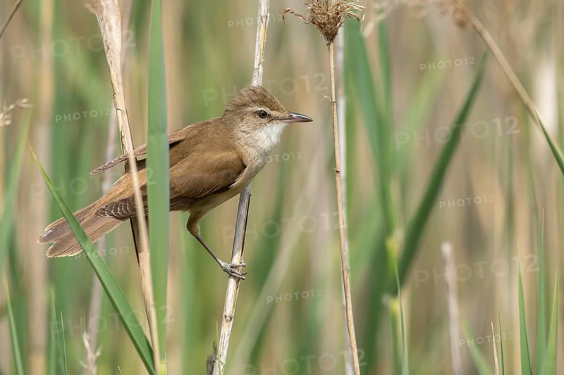 Acrocephalus Arundinaceus, Brandenburg, Germany, Reed Warbler, Nabu, Nabu Project, National Natural Heritage, Grünhaus Nature Paradise, Post-Mining Landscape, Birds, Grünhaus, Passeri, Songbirds, Birds, Warbler
