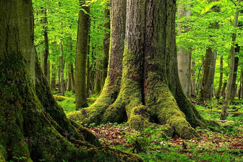 Close-up of the moss-covered trunks of huge, ancient European beech trees (Fagus sylvatica) in a primeval forest in spring, Hainich National Park, Thuringia, Germany