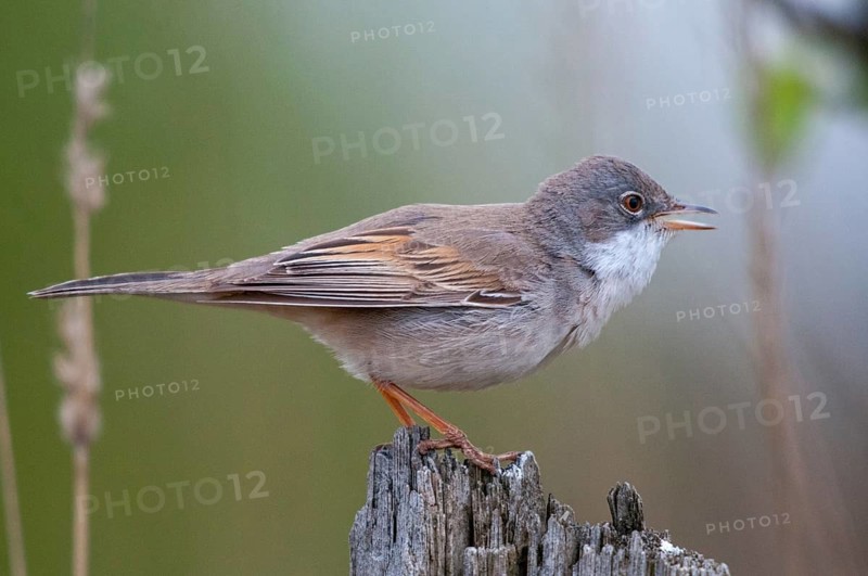 2009, Brandenburg, Warbler, Germany, Nabu, national natural heritage, natural paradise Grünhaus, Sylvia Communis, whitethroat, post-mining landscape, birds, spring, garden, song, green house, male, passeri, singing, songbirds, song birds, spring, birds