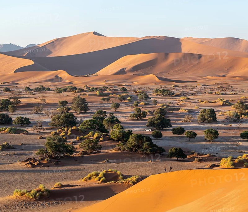 Tourists hiking, green trees between red-yellow Namib sand dunes, Namib Desert, Namib-Naukluft National Park, Namibia