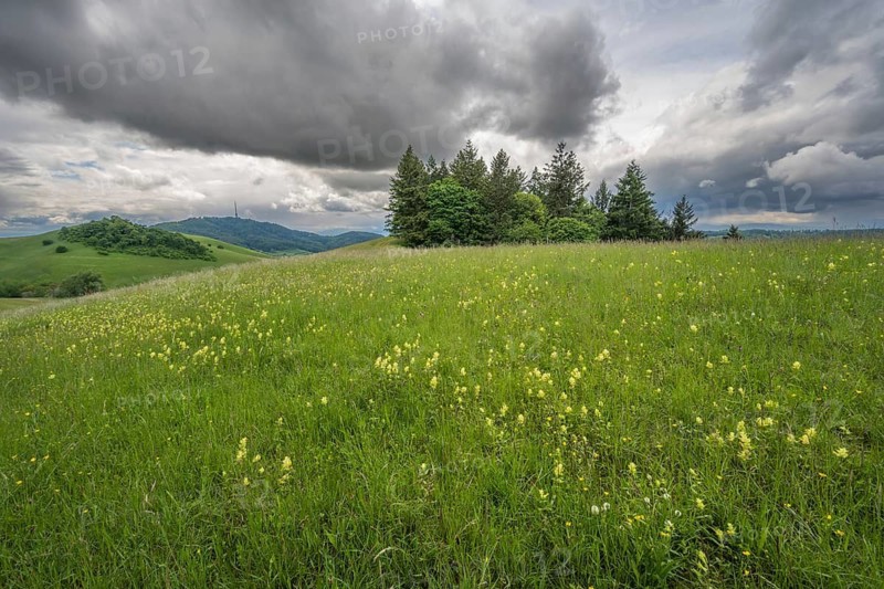 The meadow is covered with yellow flowers. There are trees in the middle. Mountain peaks bloom in the background under an oversky. Schelingen, Vogtsburg im Kaiserstuhl, Baden-Württemberg, Germany