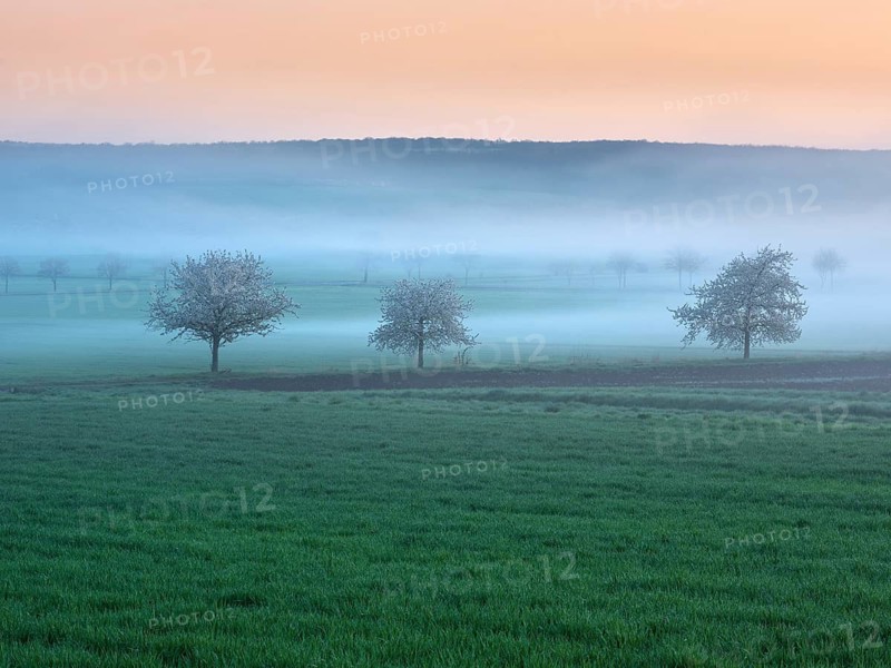 Field landscape in spring, blooming cherry trees and green fields with morning fog at dawn at dusk, near Freyburg, Saxony-Anhalt, Germany