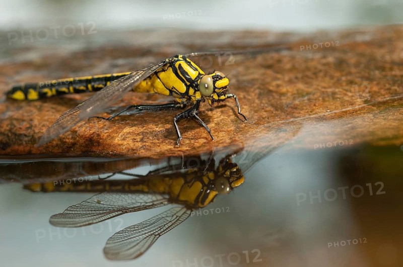 Common club tail, common wedge maid, gomphus vulgatissimus, anisoptera, damselflies, dragonflies, insects, dragonflies, mirror, odonata, mirror image