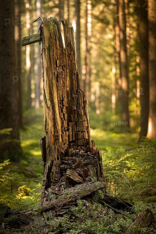 Tree, trees, deadwood, high size, portrait, dead wood, tree, forest, wood