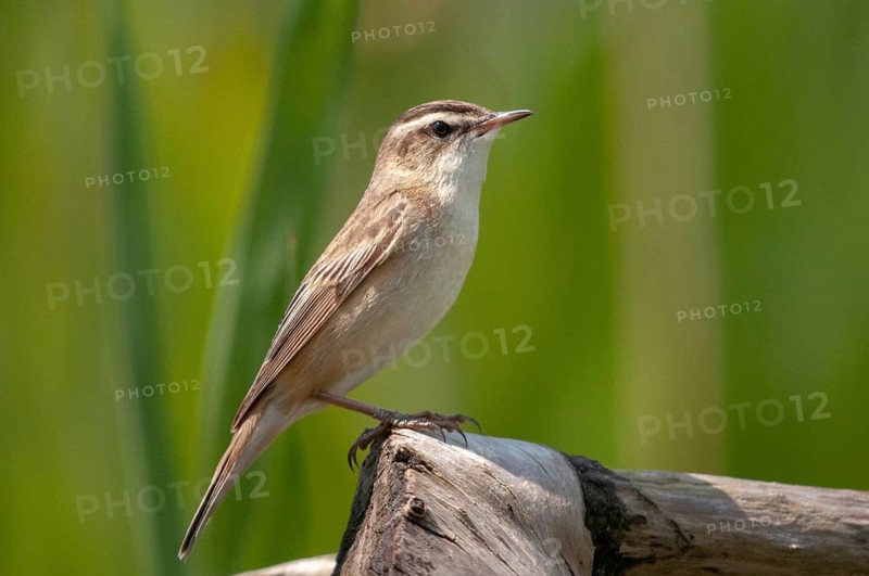 Acrocephalus Schoenobaenus, Sedge Warbler, Birds, Passeri, Songbirds, Birds, Warbler