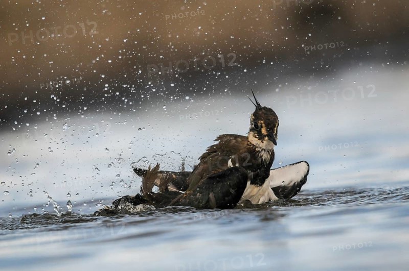 Lapwing, Vanellus Vanellus, Bath, Bathe, Birds, Charadriiformes, Limikolen, Plover, Potion, Birds, Wader, Watering Place, Waders