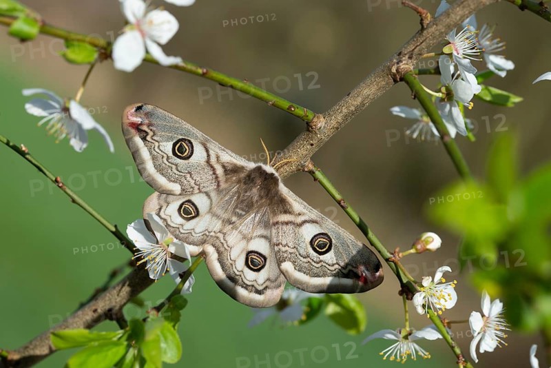 Emperor Moth, Little Peacock Eye, Saturnia Pavonia, Butterfly, Female, Insects, Moths, Moths, Moth, Butterfly, Female