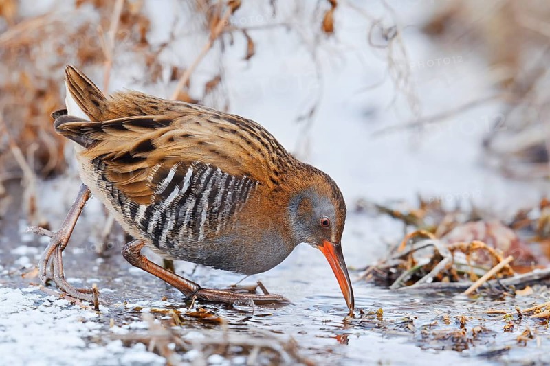 Water rail (Rallus aquaticus) foraging in winter, North Rhine-Westphalia, Germany
