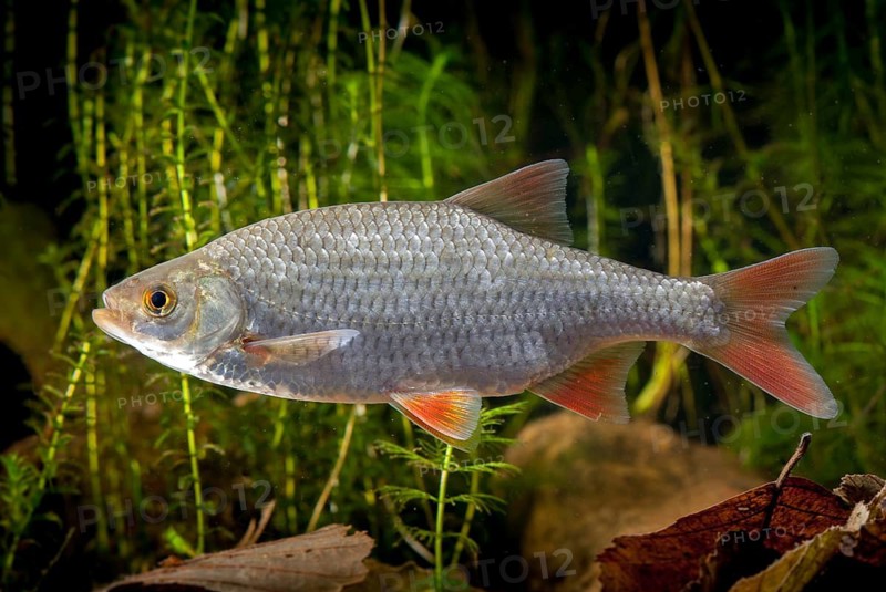 Red lead, rudd, rubella, scardinius erythrophthalmus, fake roach, fish, fishes, pisces