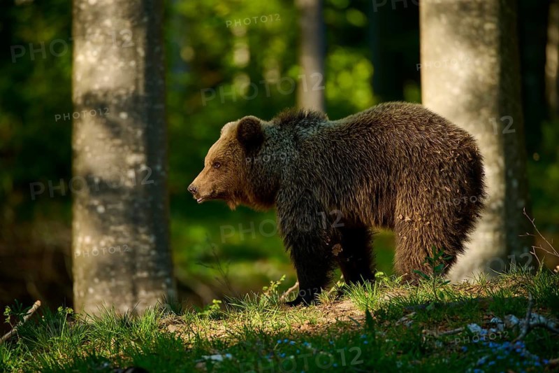 A brown bear walks slowly through the green, shady forest, European brown bear (Ursus arctos), Slovenia