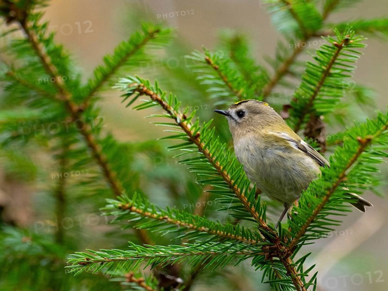 A winter golden chicken sits in a fir tree, North Rhine-Westphalia, Germany