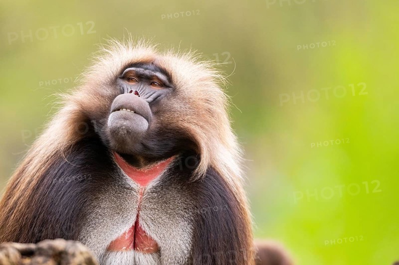 Gelada (Theropithecus gelada) male, portrait, captive, distribution africa