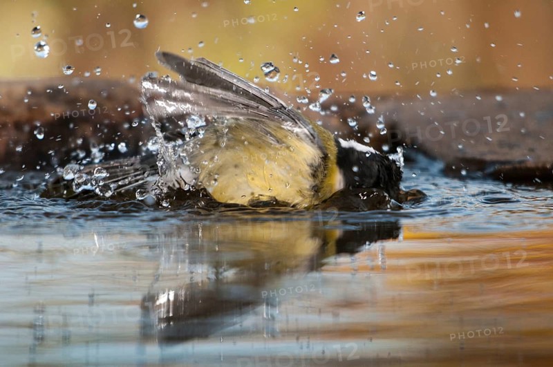 Great tit, great tit, parus major, bath, bird bath, birds, tit, passeri, songbirds, songbirds, tits, potions, birdbath, birds, watering place