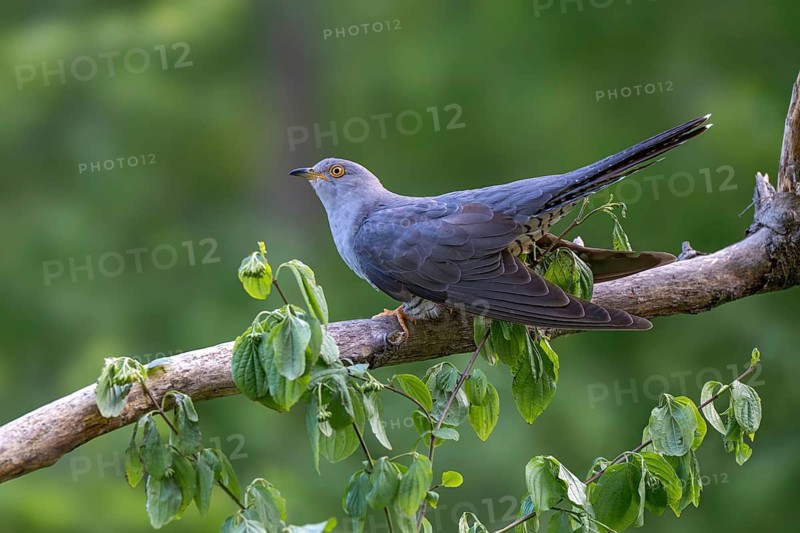 Cuckoo (Cuculus canorus), male, perched on a branch, Littlewood Ranch, Limbach, Burgenland, Austria