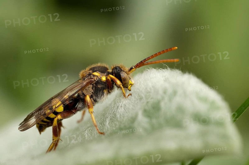 Hymenoptera, Lathbury's Nomad, Nomada Lathburiana, redheaded wasp bee, insects, wild bees