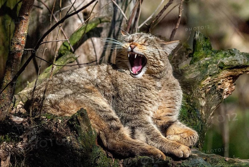 Carnivora, felis silvestris, predators, wildcat, mammals, raptors, mammals
