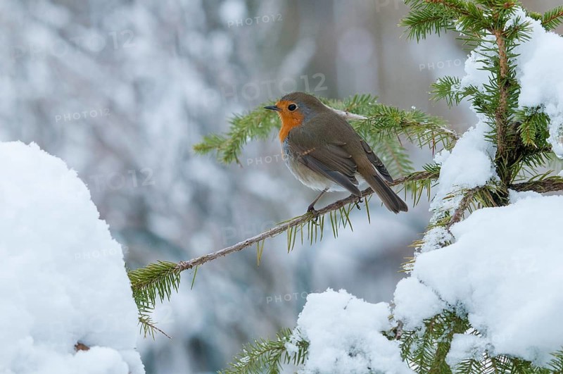 Erithacus rubecula, robin, robins, birds, passeri, snow, songbirds, snow, songbirds, birds, winter