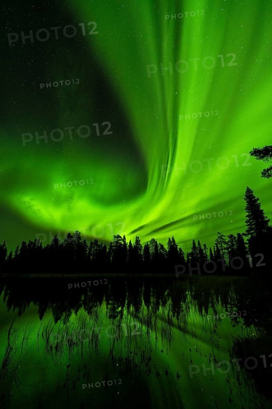 Northern Lights (Aurora borealis) reflected in a forest lake, Muddus National Park, Laponia World Heritage Site, Norrbotten, Lapland, Sweden, September 2020