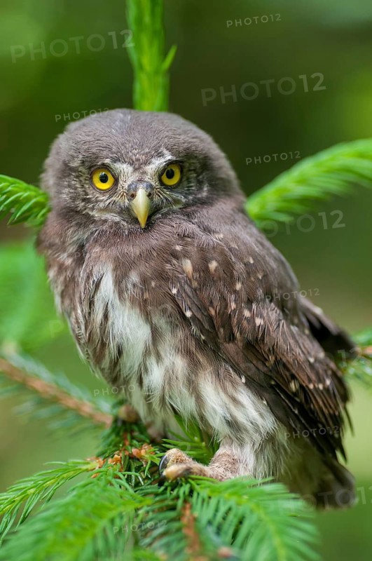 Glaucidium passerinum, pygmy owl, passerine owl, birds, owls, adolescent, high size, portrait, juvenile, owls, strigiforms, birds