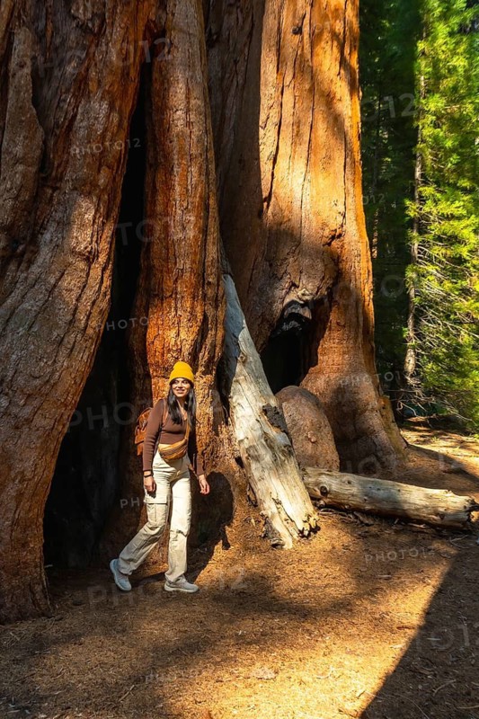 Woman traveler hiking and exploring the ancient giant sequoia trees in a sunny forest, enjoying nature and outdoor adventure in a california national park