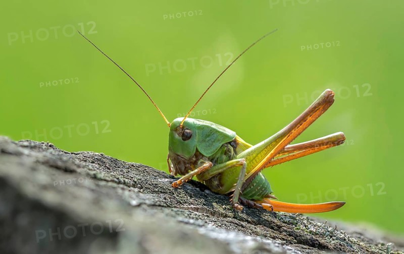 Decticus verrucivorus, grasshoppers, deciduous locusts, wart biters, ensifera, grasshoppers, grasshoppers, insects, long-feeler scares, wait biters