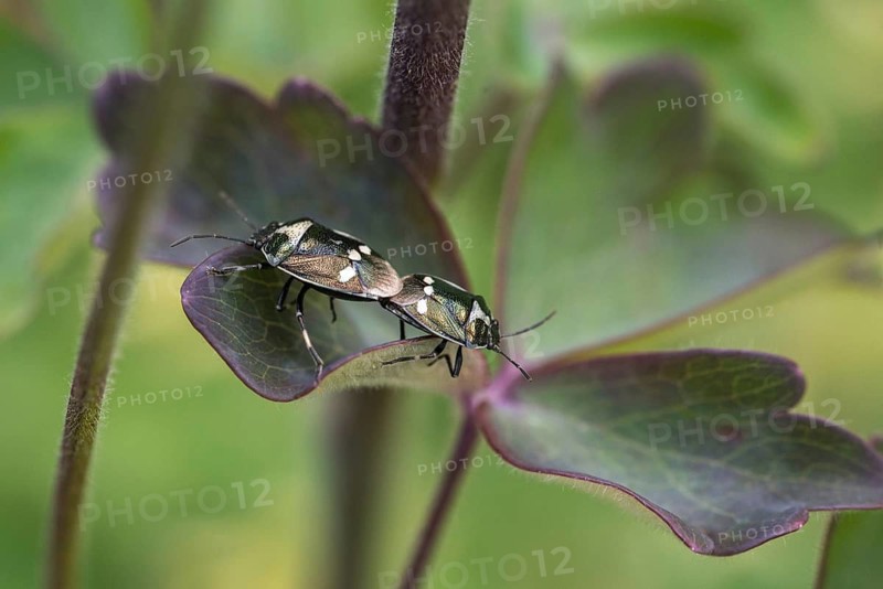 Eurydema oleraceum, heteroptera, cabbage bug, pentatomidae, tree bugs, brassica bug, cabbage bug, crucifer shield bug, insects, rape bug, bugs