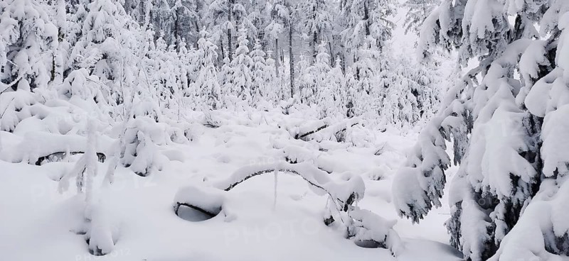 Untouched snow cover in a deep winter forest, hiking in winter, Fichtelgebirge nature park Park