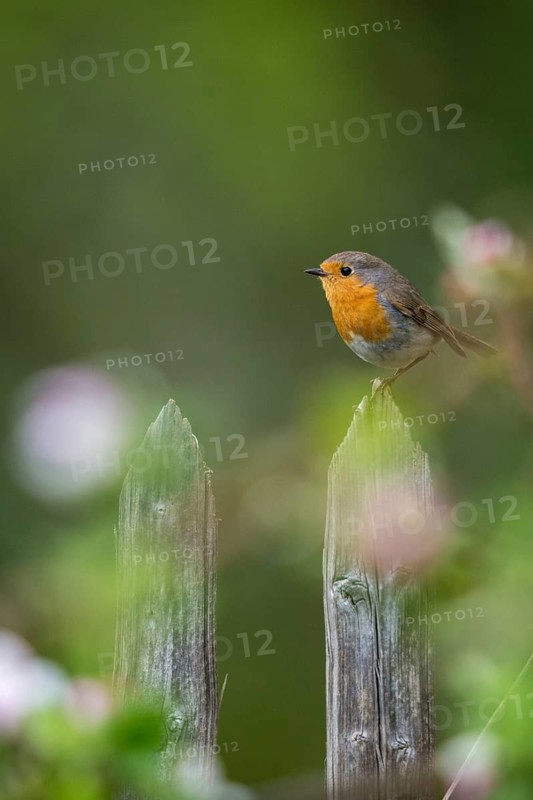 Erithacus rubecula, fruit tree blossom, robin, robins, birds, spring, garden birds, garden fence, high size, portrait format, passeri, songbirds, birds