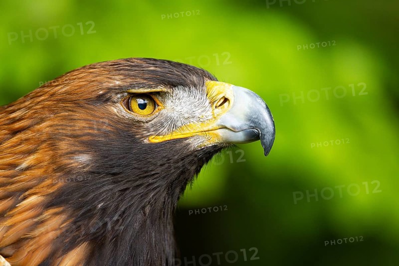Side-view portrait of an eagle with an alert, focused gaze, golden eagle (Aquila chrysaetos), adult, animal portrait, in winter, Bohemian Forest, Czech Republic