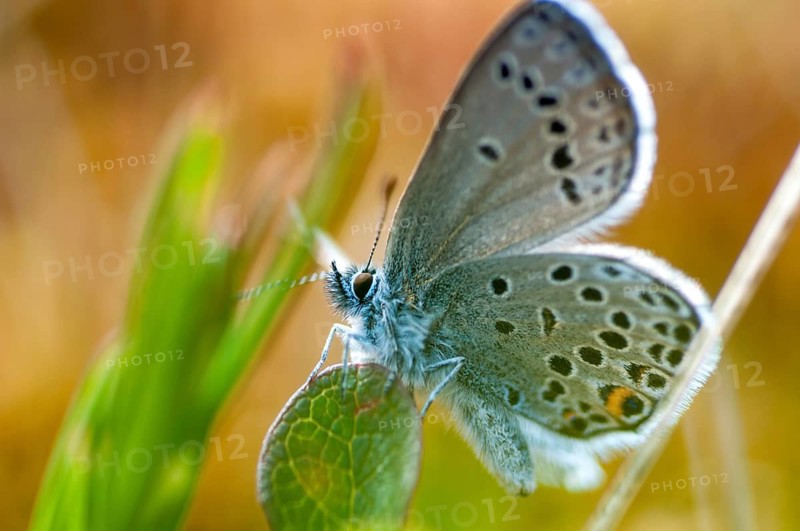 Cranberry blue, Finland, high moor blue, plebeius optilete, vacciniina optilete, butterfly, insects, butterfly, butterflies