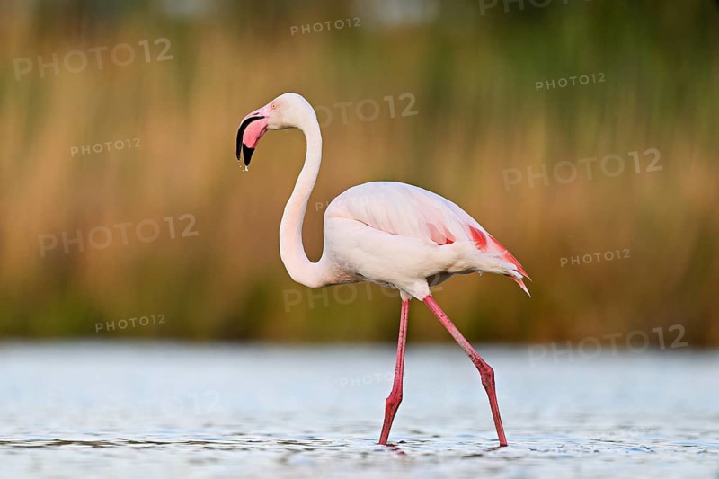 A greater flamingo (Phoenicopterus roseus), standing in the water, Camargue Regional Nature Park, southern France