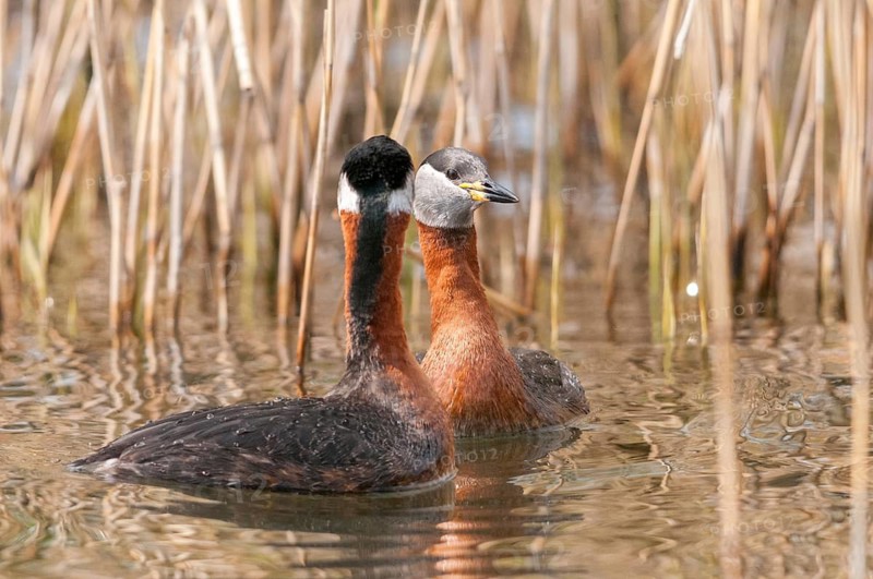 Podiceps grisegena, red-necked grebe, red-necked grebe, courtship behavior, birds, courtship display, grebe, podicipedidae, divers, birds, waterbirds, waterbirds