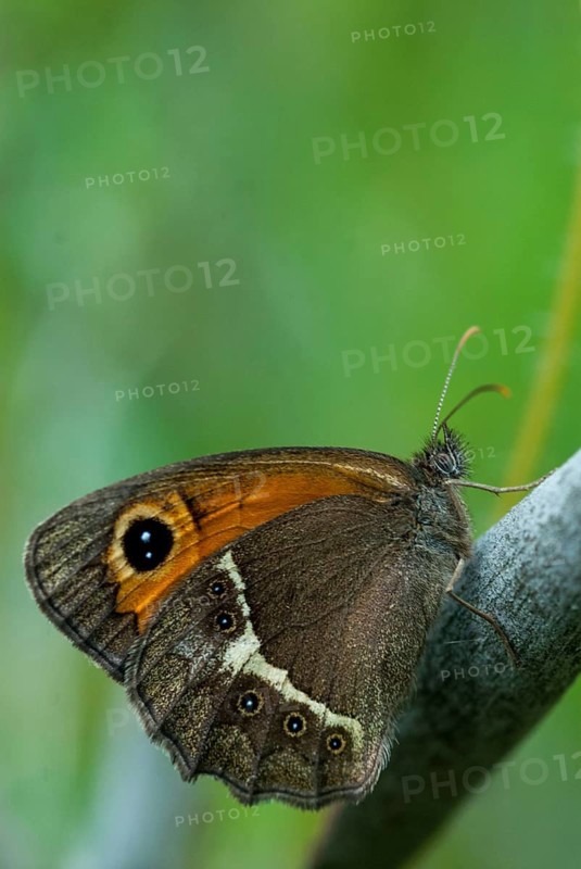 Bathsheba maniola, Pyronia Bathsheba, Spanish oxeye, Spanish gatekeeper, butterfly, Extremadura, high size, portrait format, insects, butterfly, Spain, butterflies, butterflies, Spain, butterflies