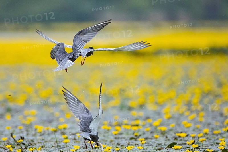 White-bearded Tern (Chlidonias hybridus) Hungary