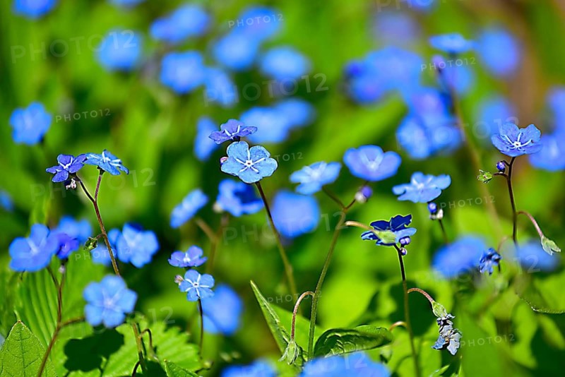 Spring omphalodes (Omphalodes verna), Bavaria, Germany