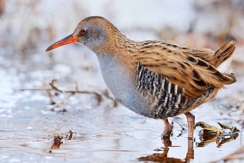 Water rail (Rallus aquaticus) in winter, North Rhine-Westphalia, Germany