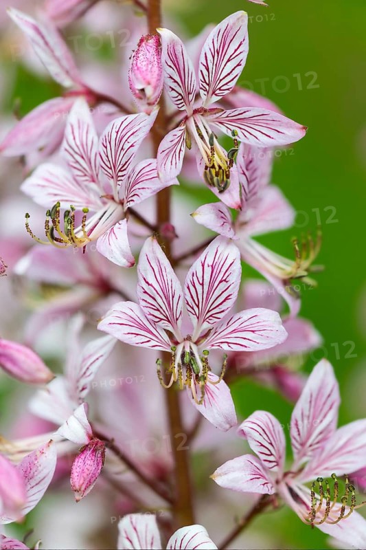Dipdam (Dictamnus albus), rue plant, flower, detail, spring, Neuenburg, Baden-Württemberg, Germany
