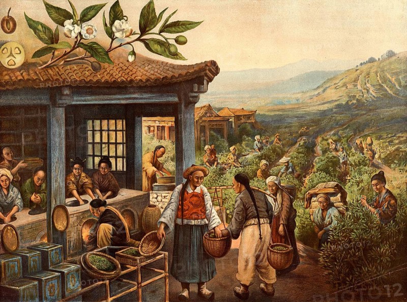 Plantation scene with workers picking tea leaves on a hillside and in a hut drying and roasting. Workers carry the tea leaves in baskets to the processing building using support bars, sunkel irons. In the center, a supervisor or merchant checks and weighs the harvested harvest, around 1890, China, school picture, illustration, reproduction from a model from the 19th century. School picture, mural, authentic, file restored for optimal use, exact date of original unknown, historical