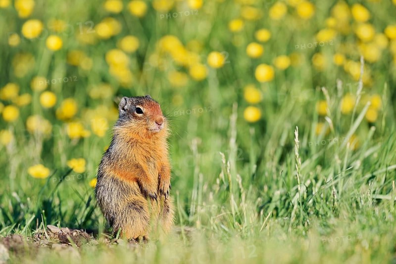 Columbia ground squirrel (Urocitellus columbianus, Spermophilus columbianus), juvenile in a flower-filled meadow, Waterton Lakes National Park, Alberta, Canada