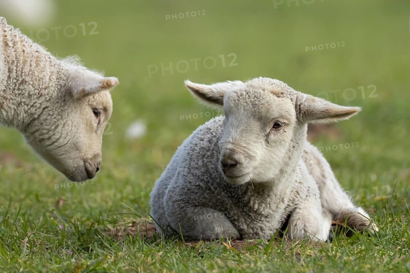 Domestic sheep (Ovis aries) two juvenile baby lamb farm animals in a grass field in spring, England, United Kingdom