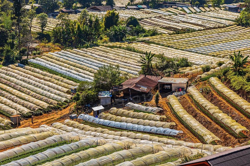 Extensive terraced fields with greenhouse crops in a hilly landscape, agricultural use in the highlands, near Doi Inthanon National Park, Chiang Mai Province, Thailand