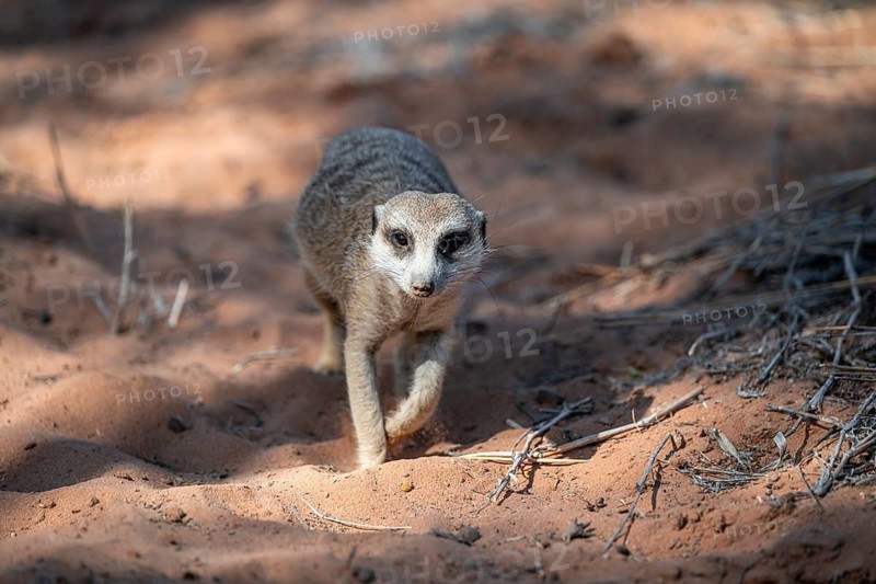 Meerkat (Suricatta suricata), Kgalagadi Transfrontier Park, Northern Cape, South Africa