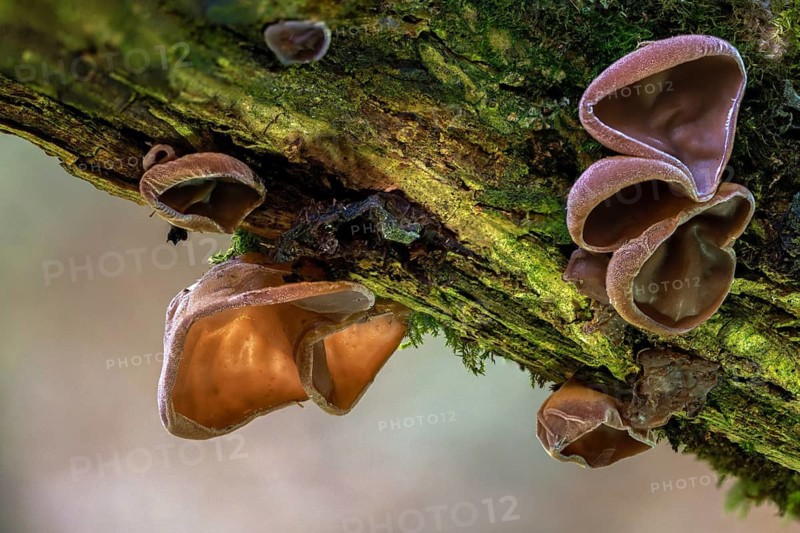 Auricularia auricula judae, auricularia sambucina, black fungus, Chinese morel, hirneola auricula judae, elderberry mushroom, eldersponge, jew's ear, judas ear, mu-err, earlobe fungus, cloud ear fungus, fungus, jelly ear, mushrooms, wood ear