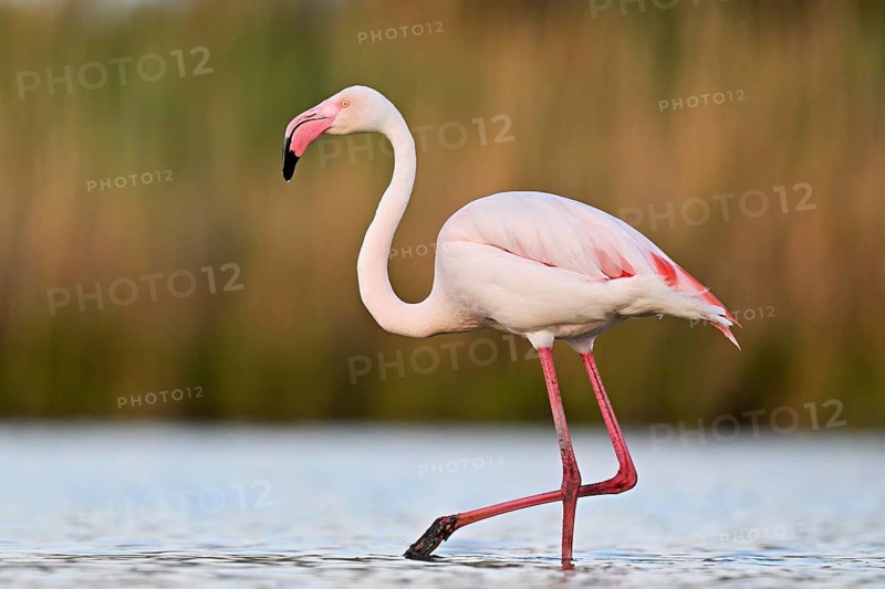 A greater flamingo (Phoenicopterus roseus), standing in the water, Camargue Regional Nature Park, southern France, France