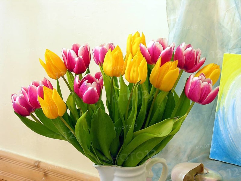 Colourful bouquet of tulips (Tulipan), Germany