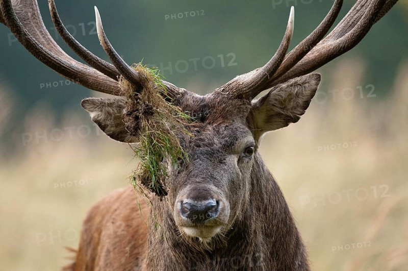 Artiodactyla, Cervus Elaphus, even-toed ungulate, cloven-hoofed, red deer, red deer, rotting, deer, mammals, mammals