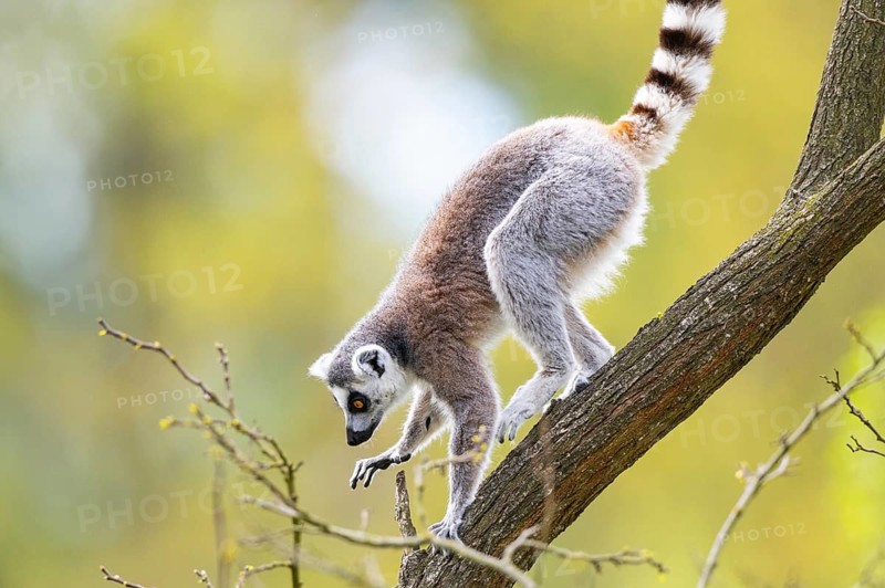 Ring-tailed lemur (Lemur catta) climbing in a tree, captive, Germany