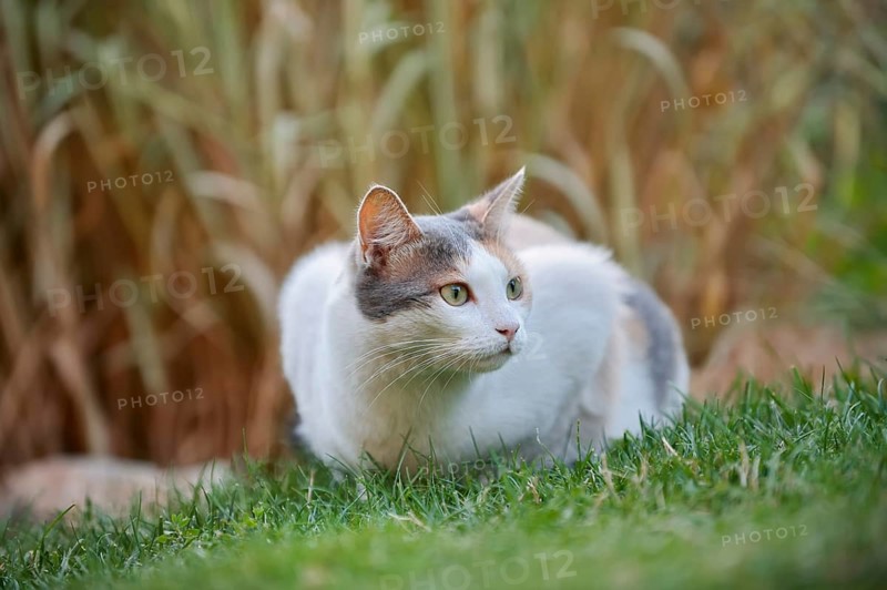 Domestic cat, tortoiseshell cat lying in a meadow, North Rhine-Westphalia, Germany